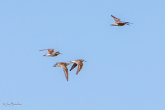 Calidris melanotos