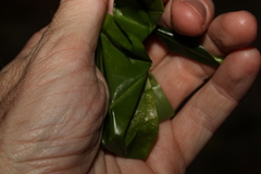 Acronychia littoralis