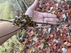 Toxicodendron vernix