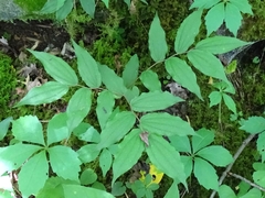 Prosartes lanuginosa