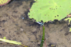 Ischnura pruinescens