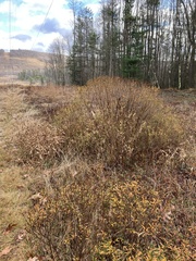 Hypericum densiflorum