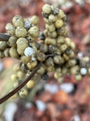 Toxicodendron vernix