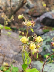 Polymnia canadensis