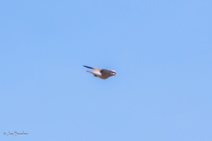 Patagioenas corensis