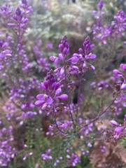 Comesperma ericinum