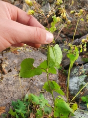 Polymnia canadensis
