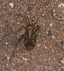 Phytocoris eximius