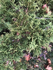 Juniperus