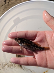 Centropristis striata