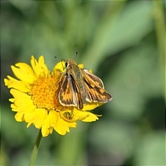 Hylephila phyleus phyleus