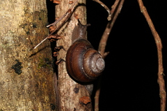 Sphaerospira fraseri