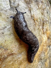 Megapallifera mutabilis