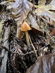 Hygrocybe singeri