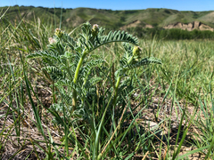 Astragalus drummondii