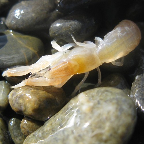 Upogebia hirtifrons