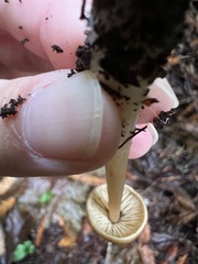 Hygrocybe singeri
