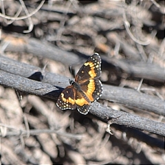 Chlosyne lacinia adjutrix