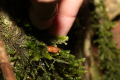Plagiochila