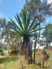 Furcraea cabuya