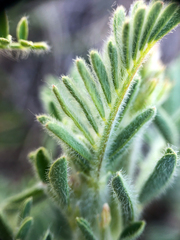 Astragalus drummondii