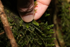 Plagiochila