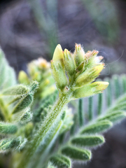 Astragalus drummondii