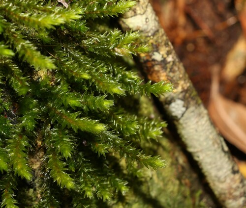 Garovaglia elegans observed 2022-11-04