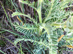 Astragalus drummondii