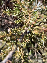 Juniperus