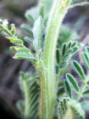Astragalus drummondii