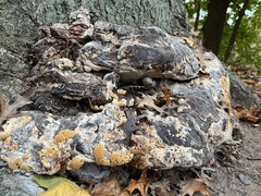 Pseudoinonotus