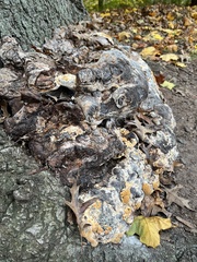 Pseudoinonotus