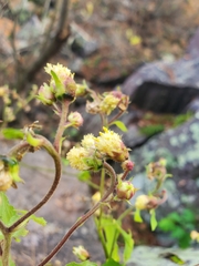 Polymnia canadensis