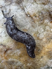 Megapallifera mutabilis