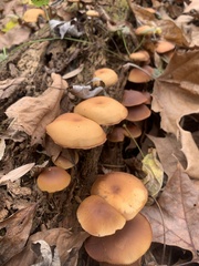 Galerina
