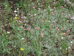 Antennaria rosea rosea