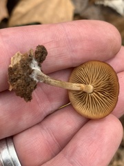 Galerina