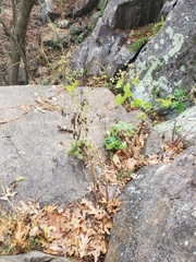 Polymnia canadensis