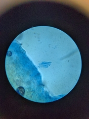 Collybiopsis peronata
