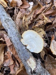 Neofavolus americanus