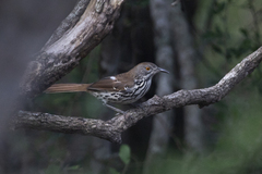Toxostoma longirostre
