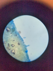 Collybiopsis peronata