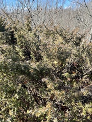 Juniperus