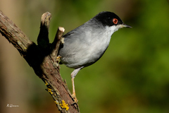 Curruca melanocephala