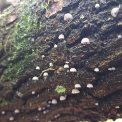 Mycena pseudocorticola