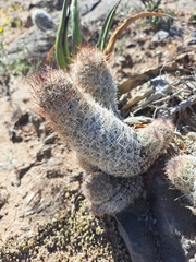 Escobaria tuberculosa