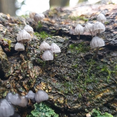 Mycena pseudocorticola