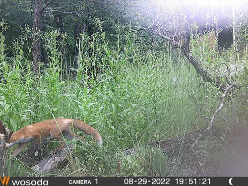 Red Fox photographed in West Virginia