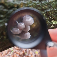 Mycena pseudocorticola